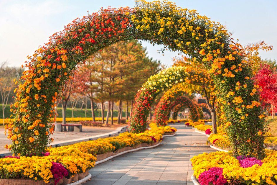 Dangjin Chrysanthemum Exhibition