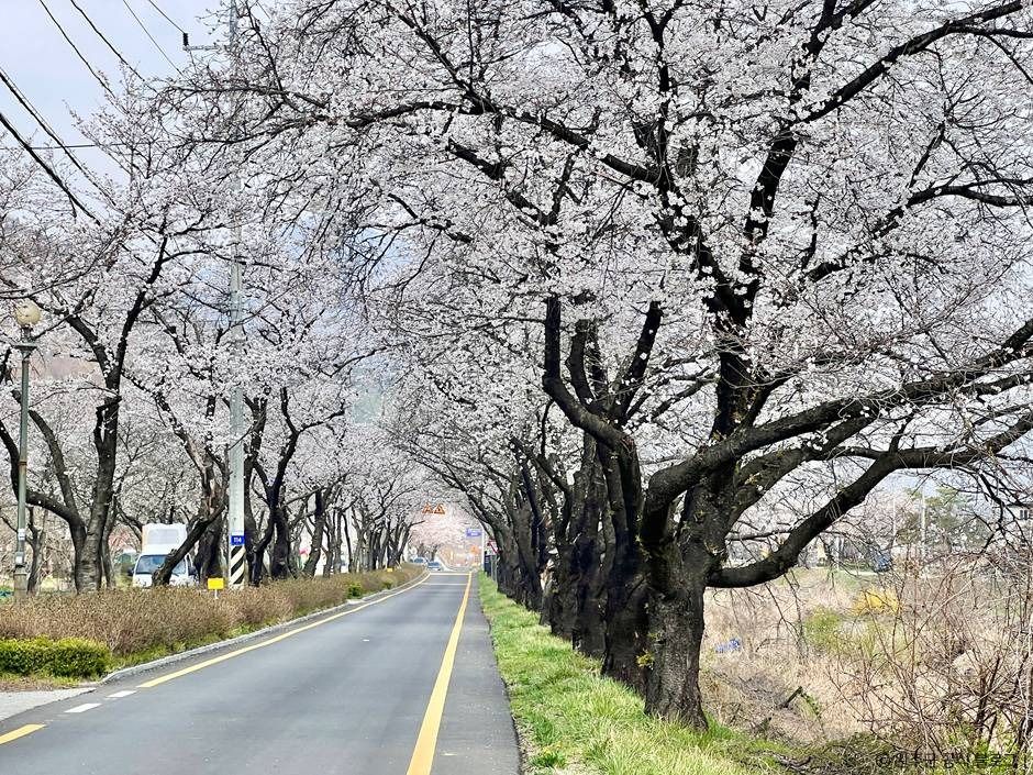 昭陽桜並木
