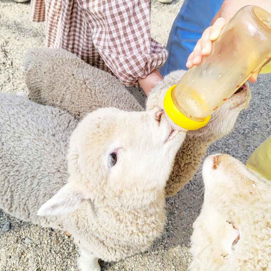 ポニーランド(포니랜드)