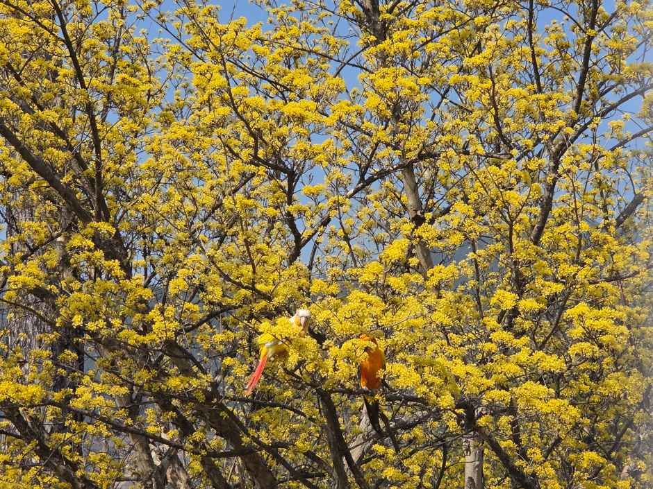 구례산수유꽃축제