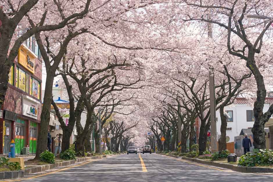 Jeonnong-ro Cherry Blossom Road