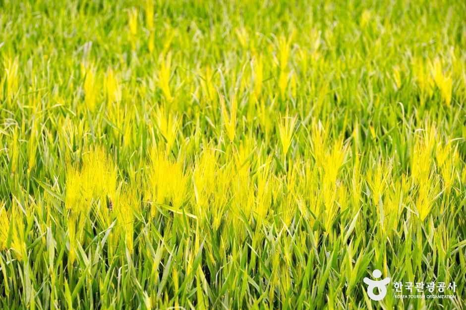 넓은들 학원농장