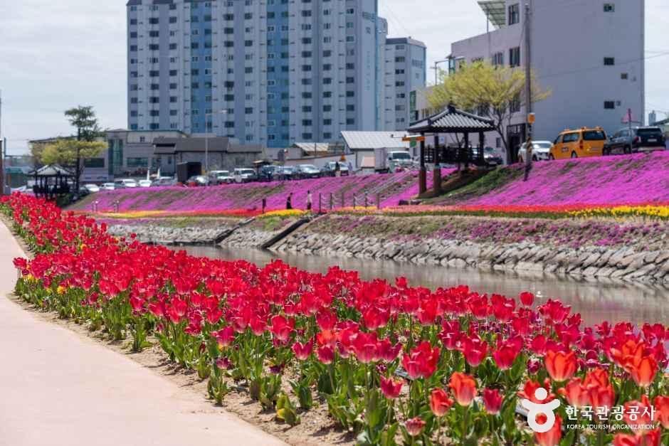 순창 양지천 꽃잔디길