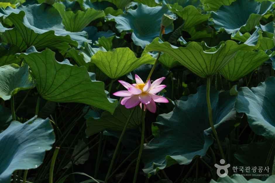 연호공원