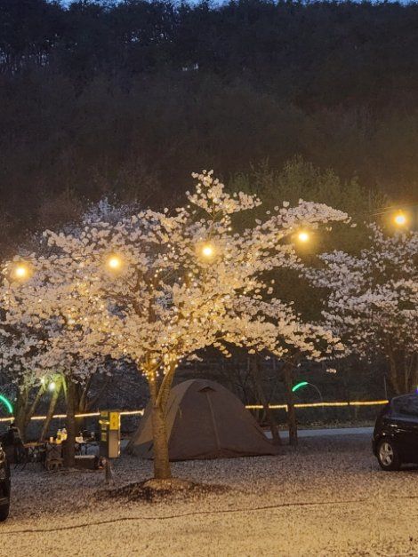 속리산알프스캠핑장