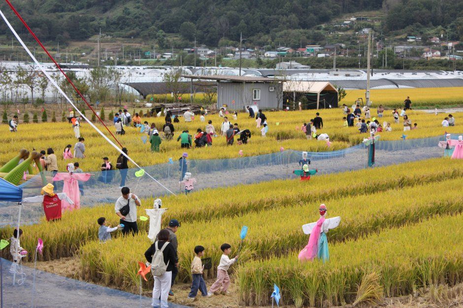 성주가야산황금들녘메뚜기축제 현장 3