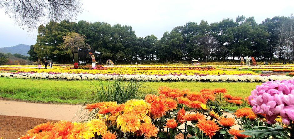 연천 국화축제
