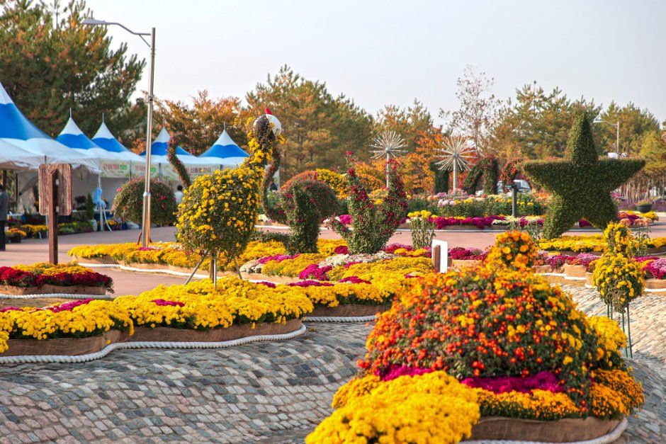 Dangjin Chrysanthemum Exhibition
