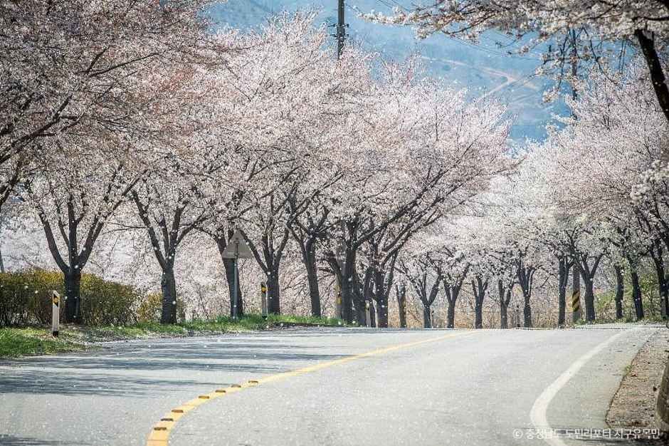 장곡사벚꽃길 여행 추천 - 로드트립