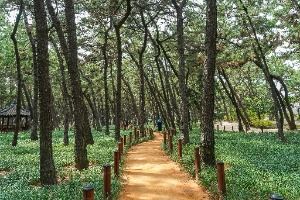 송도솔밭도시숲