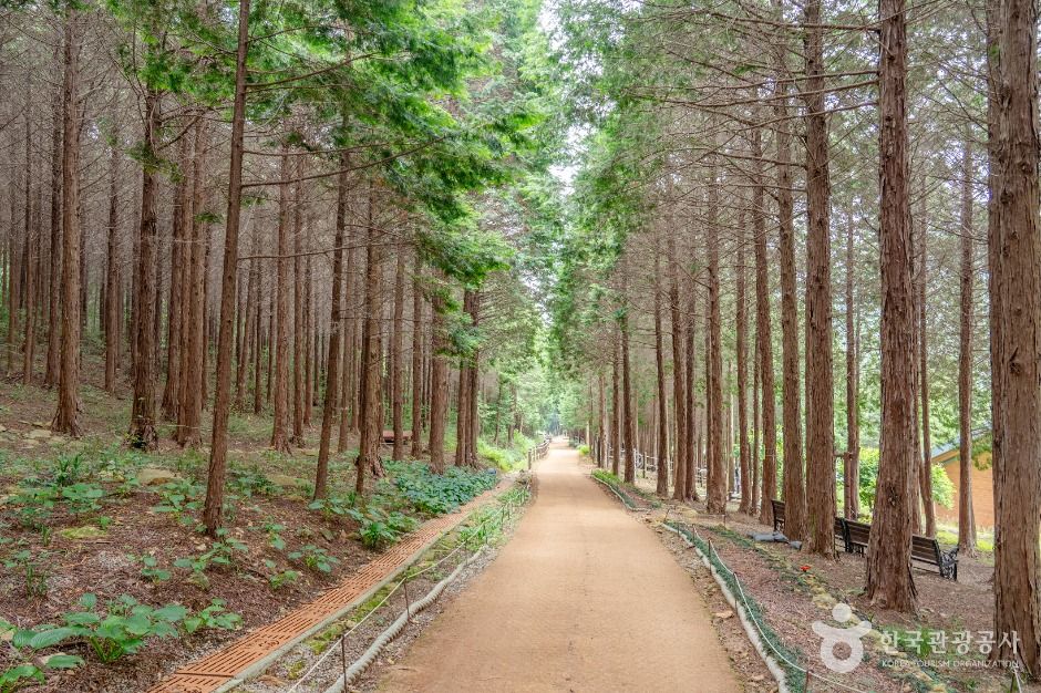 Palyeongsan Cypress Healing Forest