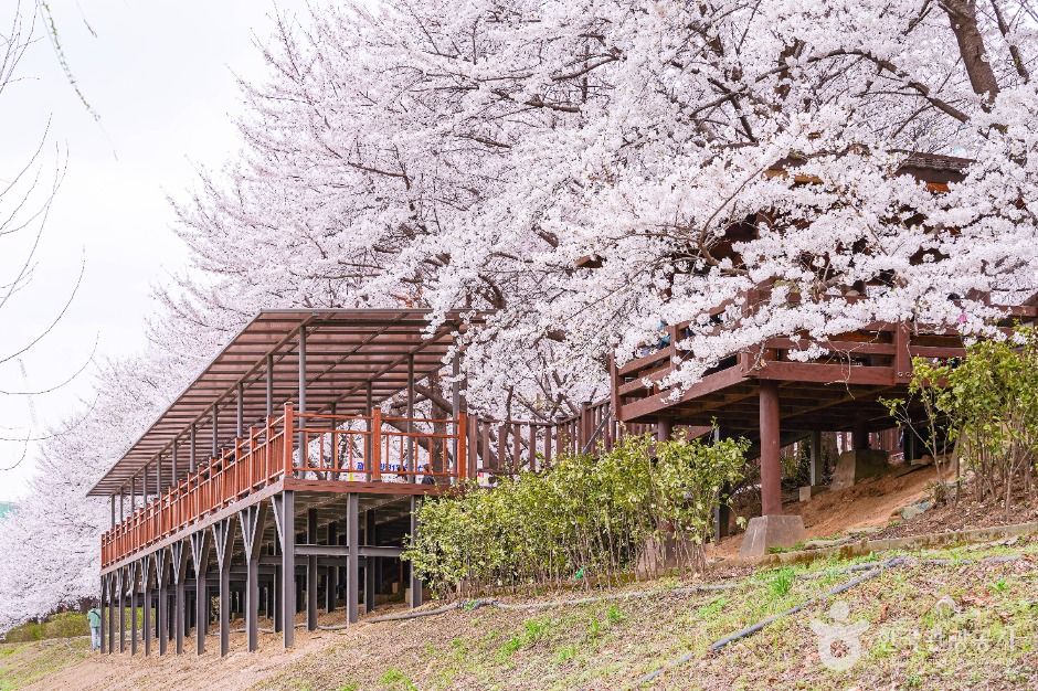 Anyangcheon Embankment Cherry Blossom Road