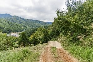 무주 삼공리 반송 사진 5