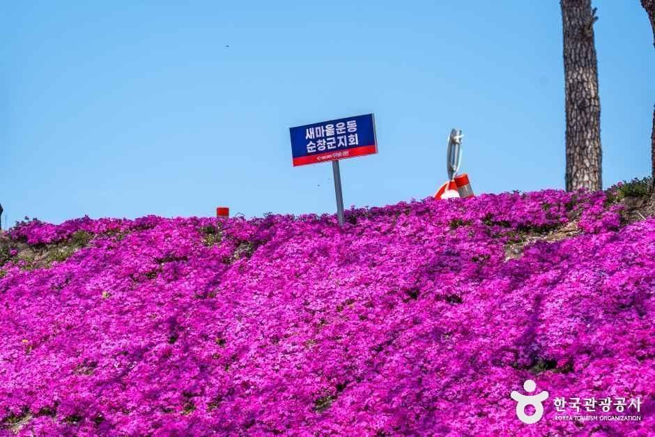 순창 양지천 꽃잔디길