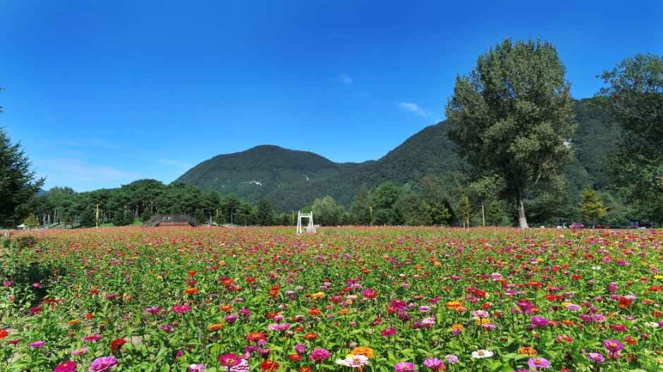 Colorful Garden 자라섬 꽃 페스타