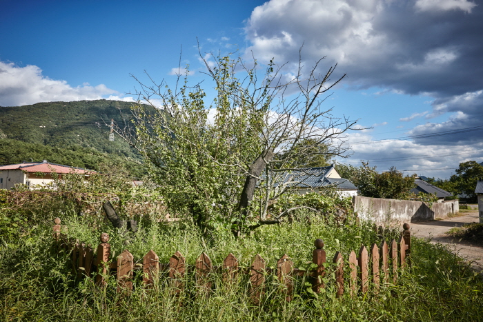 Dansoksa Jeongdangmae Plum Tree