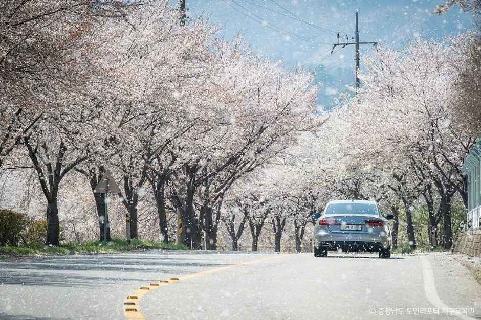 장곡사벚꽃길 여행 추천 - 로드트립