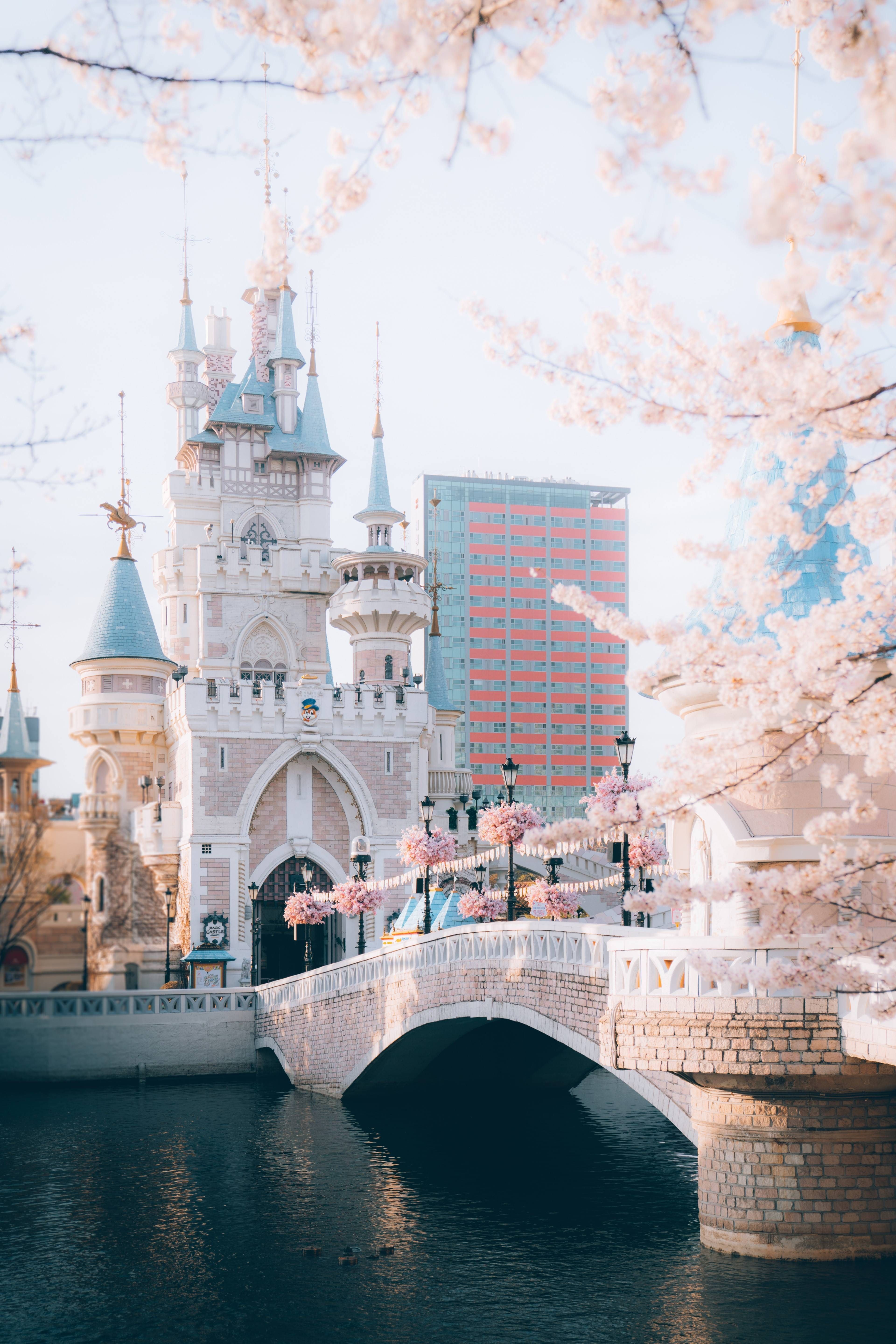 又到了韓國櫻花樹梢冒出