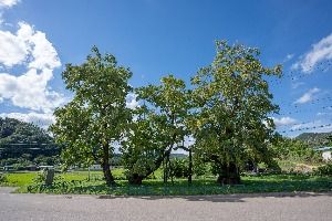 청송 홍원리 개오동나무