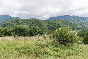 무주 삼공리 반송 사진 6