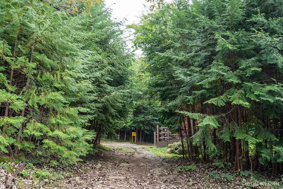 전남 장성 여행 코스 아이와 가볼만한 곳 황룡강 축령산 편백나무숲_국립장성치유의숲(축령산삼나무편백숲)_2-11.jpg