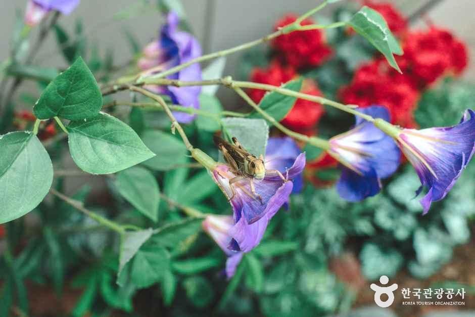 참좋은굼벵이 곤충농장