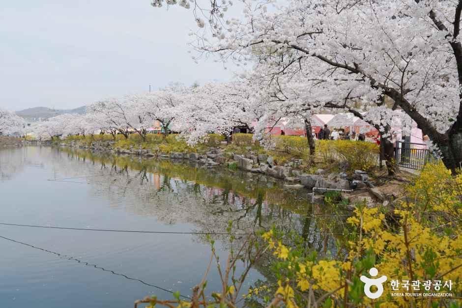 교동 연화지
