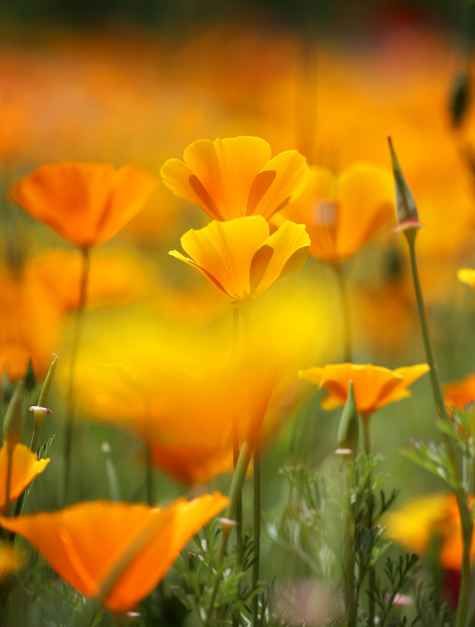 원주용수골꽃양귀비축제