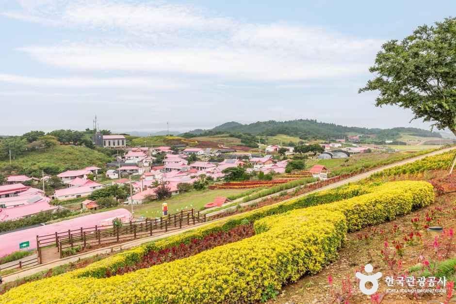신안_맨드라미정원 (4).jpg