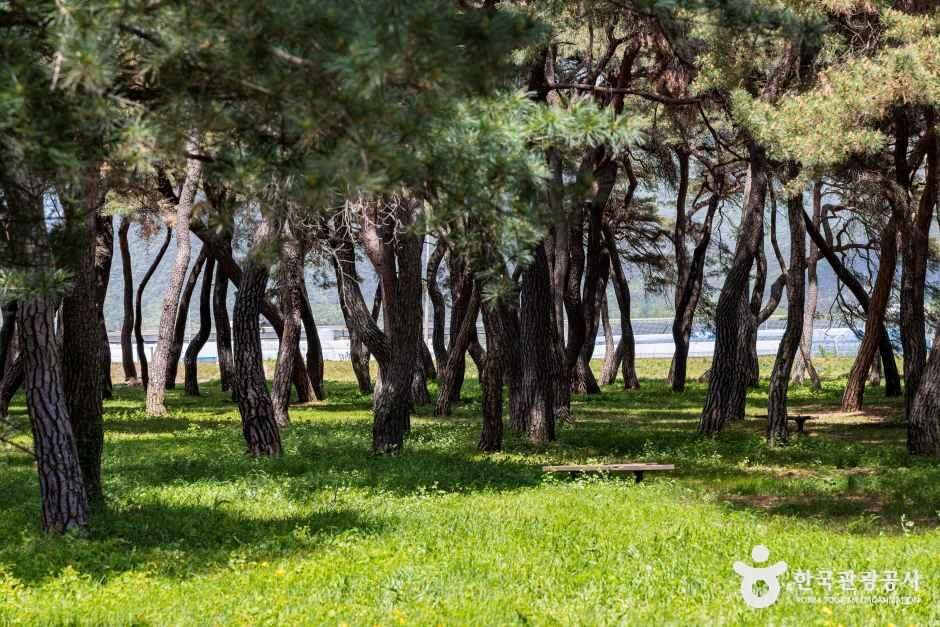 솔밭공원(보은)
