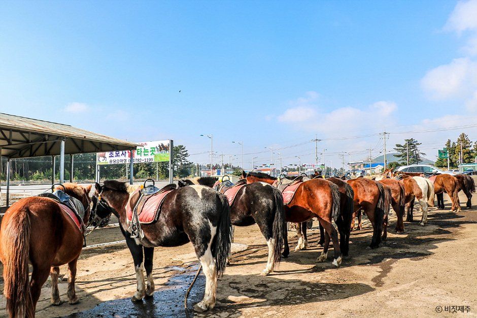 송당승마장