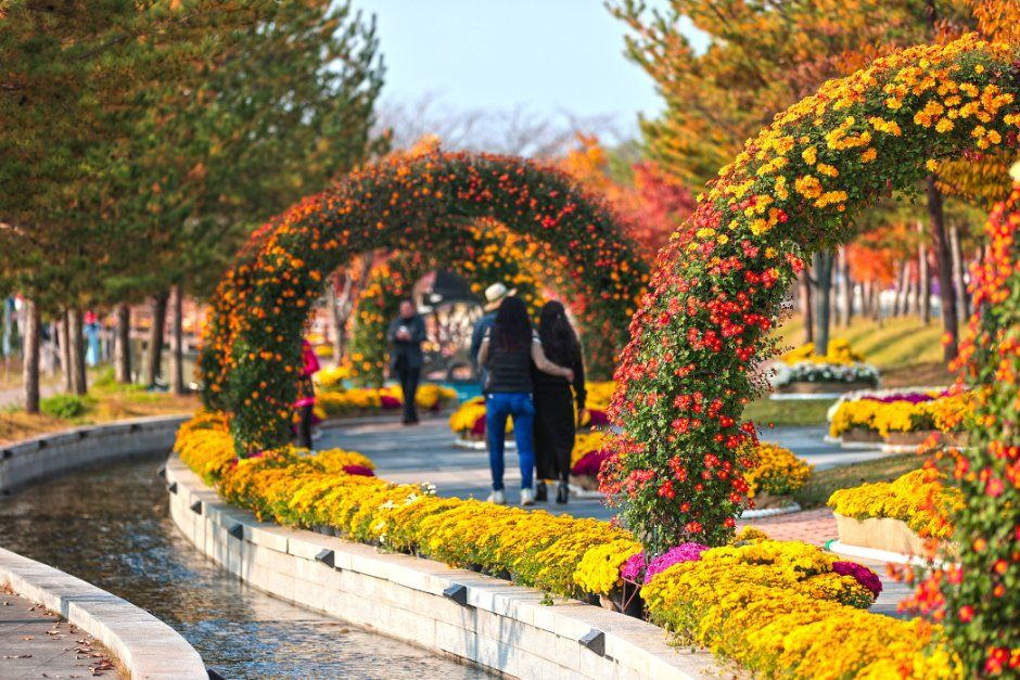 당진국화전시회 사진 8