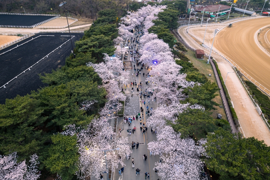 렛츠런파크 서울 벚…