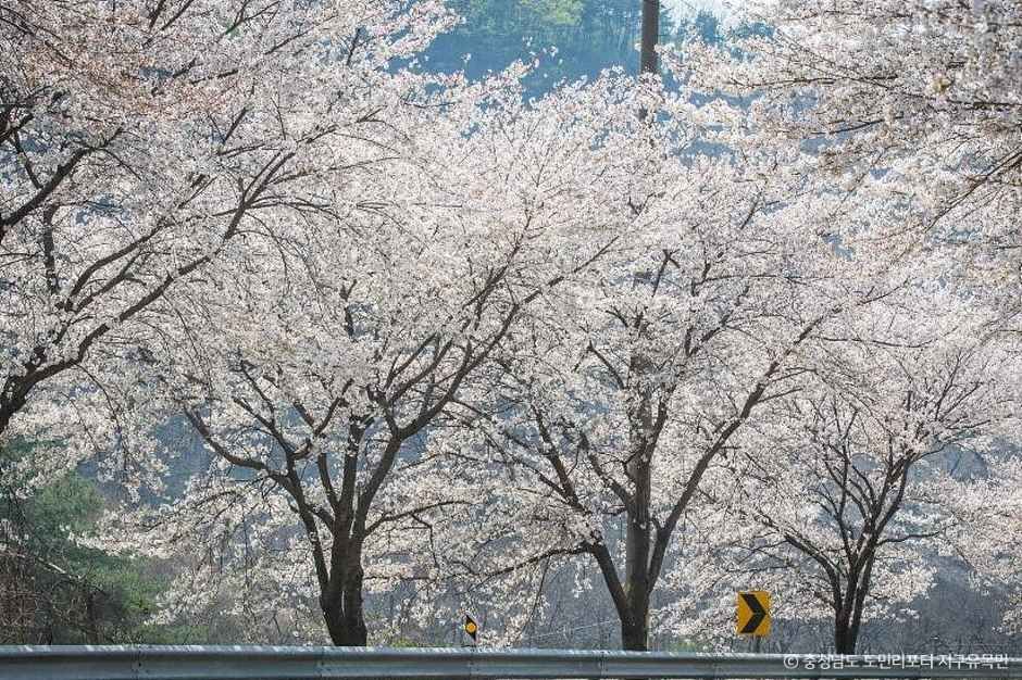 장곡사벚꽃길 여행 추천 - 로드트립
