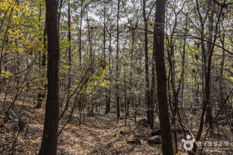 세종_금이성 (2)