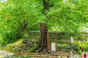 하동 범왕리 푸조나무