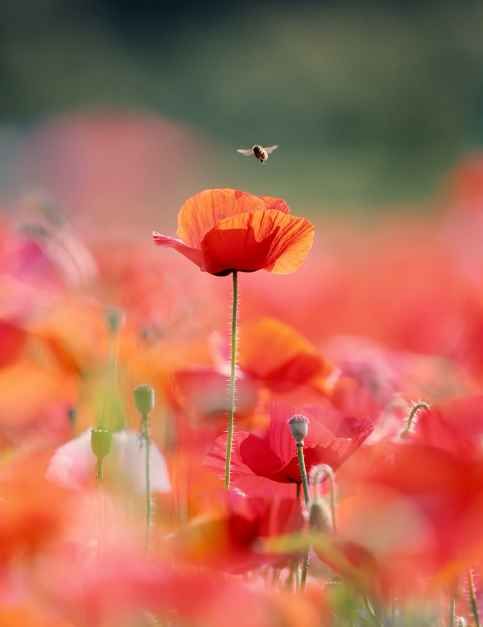 원주용수골꽃양귀비축제