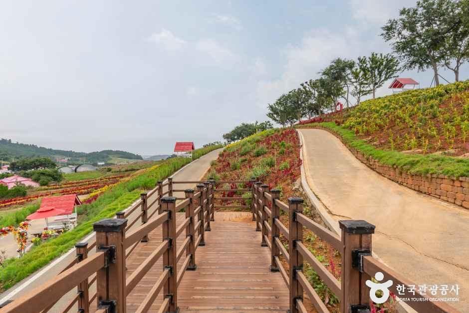 신안_맨드라미정원 (5).jpg