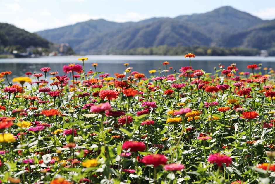 Colorful Garden 자라섬 꽃 페스타