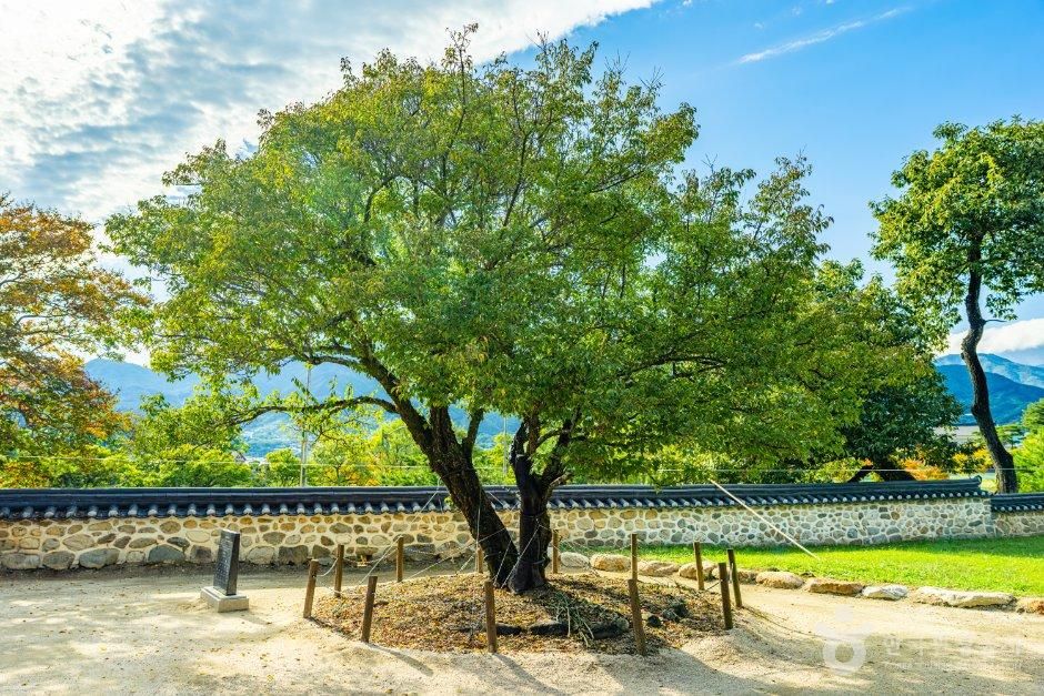 산천재 남명매 사진 5