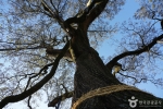함안 영동리 회화나무 (4)
