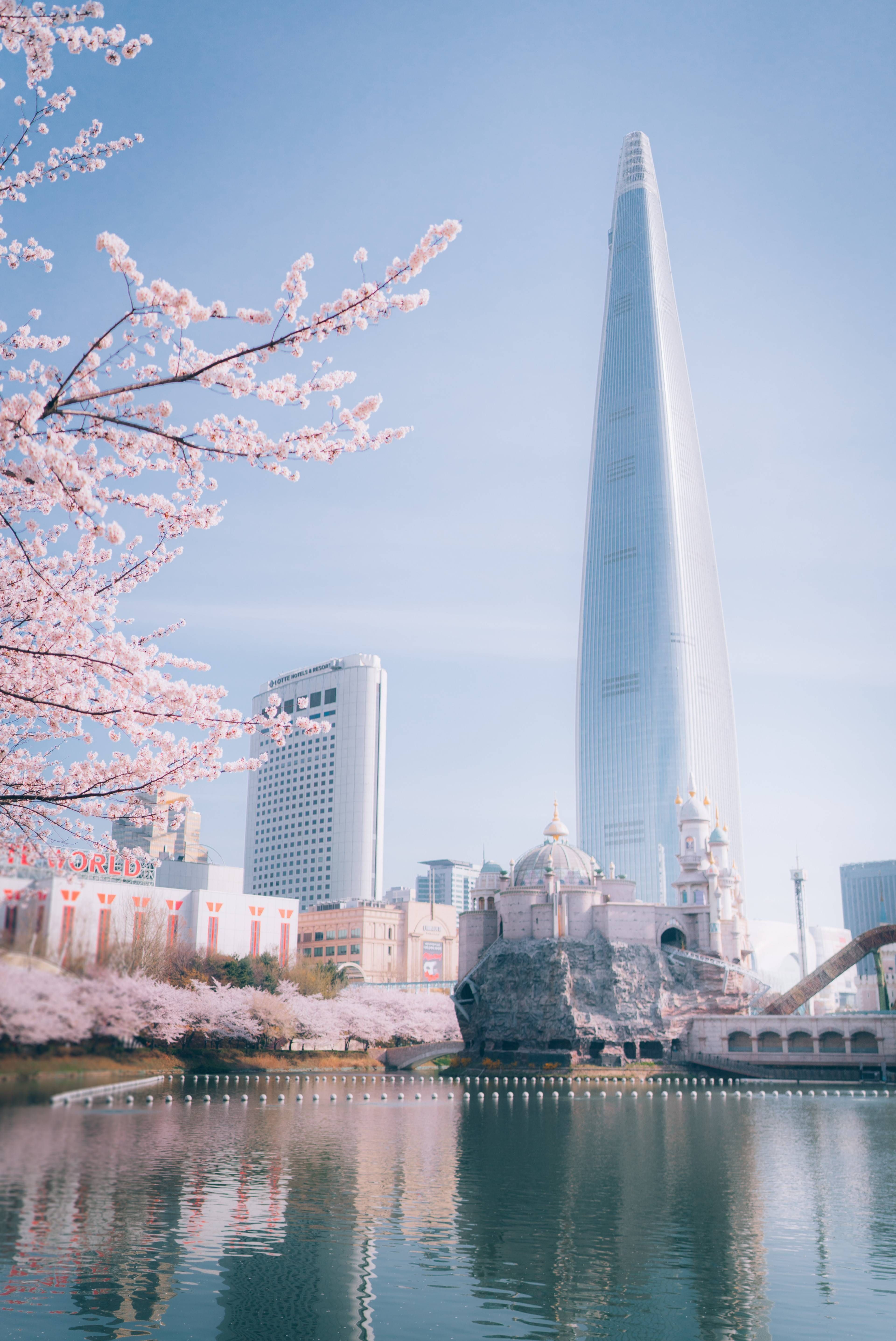 又到了韓國櫻花樹梢冒出