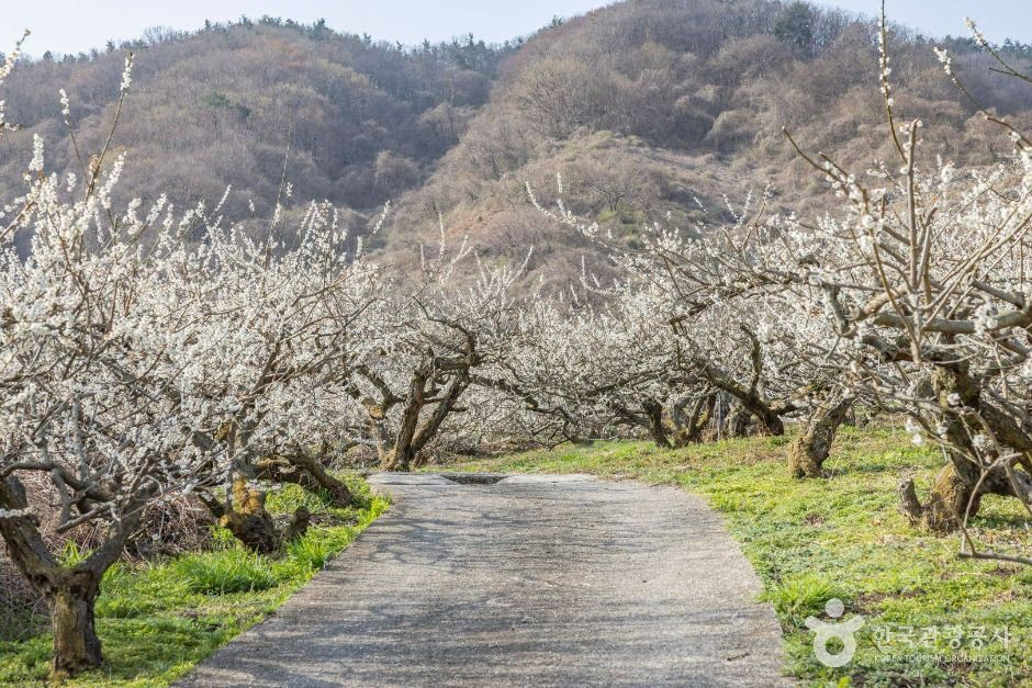 順天 香梅実村