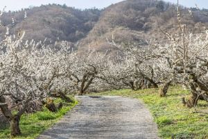 순천 향매실마을