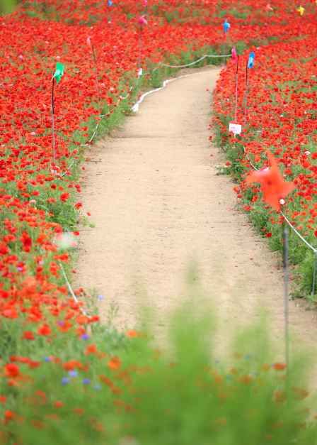 원주용수골꽃양귀비축제