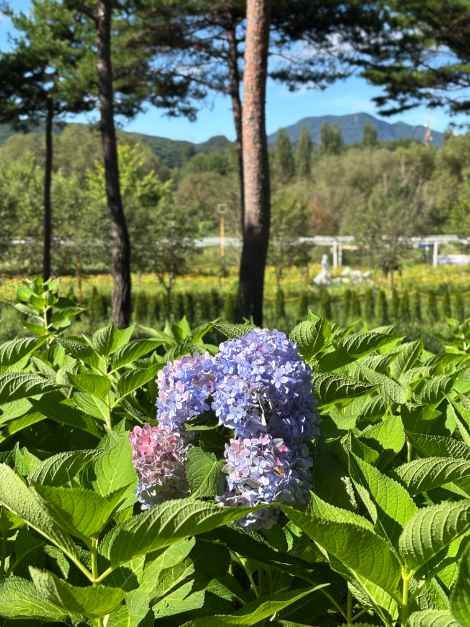 Colorful Garden 자라섬 꽃 페스타