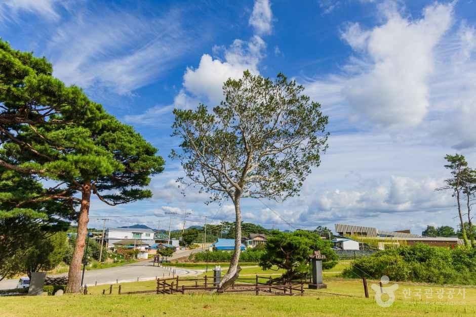 예산 용궁리 백송