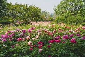 서울_국립중앙박물관 전통염료식물원 (2)