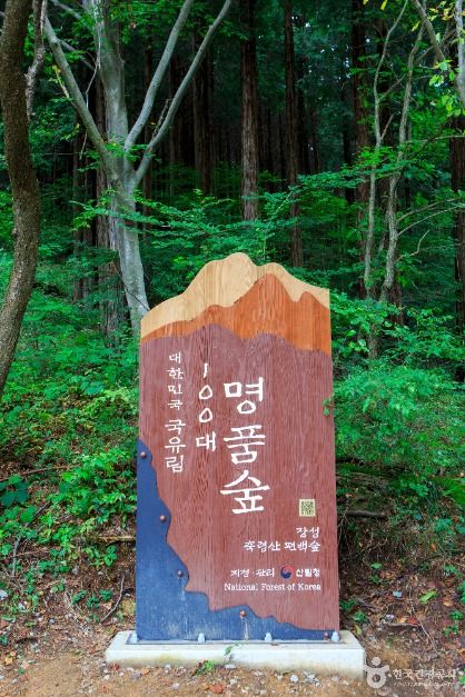 남도의 가을 향기에 취하는 장성 힐링 여행_축령산 편백숲_2-2