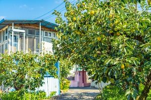 악양대봉감 정보화마을